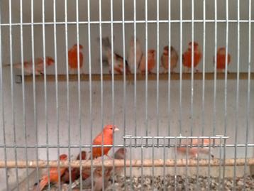 Kanaries div. Kleuren rood mannen en poppen  beschikbaar voor biedingen