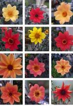 dahlias, Ophalen, Zomer, Overige soorten, Volle zon