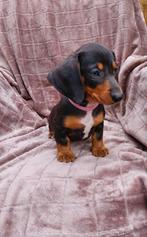 Super gave dwergteckel puppy's! 😍, 8 tot 15 weken, Korthaar, Dwerg, CDV (hondenziekte)