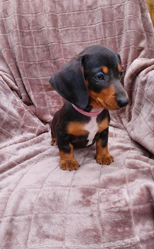 Super gave dwergteckel puppy's! 😍, Dieren en Toebehoren, Honden | Teckels en Dashonden, Meerdere dieren, Korthaar, Dwerg, Particulier