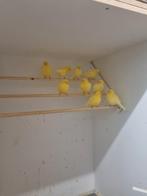 Gele kanarie man voor zang of kweek, Dieren en Toebehoren, Mannelijk, Kleurkanarie