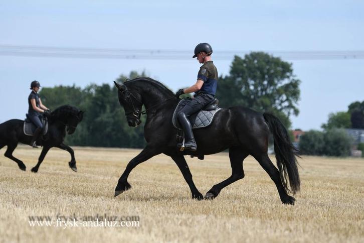 Mooie friese merrie, Dieren en Toebehoren, Paarden, Merrie, B, 160 tot 165 cm, 3 tot 6 jaar, Dressuurpaard, Met stamboom, Gechipt