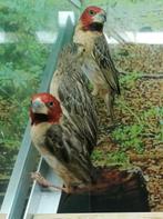 Roodkopwevers diverse koppels., Dieren en Toebehoren, Meerdere dieren