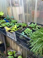 Hosta’s,lukcy mouse, bleu mouse ears, bleu ivory , en div., Tuin en Terras, Planten | Tuinplanten, Halfschaduw, Zomer, Vaste plant