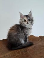 Prachtige maine coon kittens, Dieren en Toebehoren, Katten en Kittens | Raskatten | Langhaar, Meerdere dieren, Ontwormd