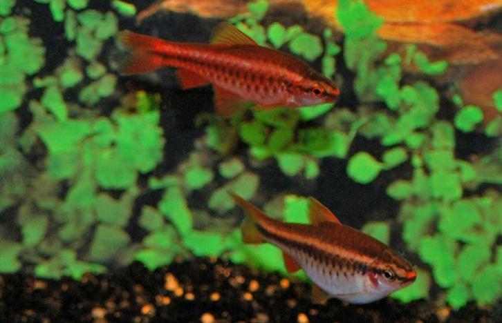 Hobbyaquarium Sherry barbeel / Puntius titteya, Dieren en Toebehoren, Vissen | Aquariumvissen, Zoetwatervis, Vis, Schoolvis