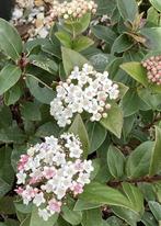 Viburnum Tinus struiken ca. 80 cm - winterbloeier!, Tuin en Terras, Planten | Struiken en Hagen, Ophalen of Verzenden, Overige soorten