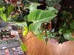 Philodendron Gloriosum, Overige soorten, In pot, Minder dan 100 cm, Groene kamerplant