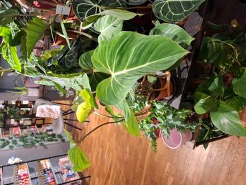Philodendron Gloriosum beschikbaar voor biedingen