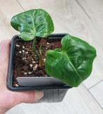 Philodendron Dean McDowell, Ophalen