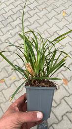 Carex pg, Ophalen of Verzenden, Siergrassen, Halfschaduw