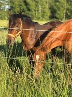 New Forest D-pony, Dieren en Toebehoren, Pony's, Gechipt, Ruin, Springpony, Zadelmak