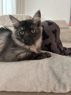 Siberische poesje Black Smoke met stamboom, Dieren en Toebehoren, Katten en Kittens | Raskatten | Langhaar, Poes, Gechipt
