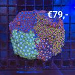 Diverse koralen in de actie, Ophalen, Nieuw, Gevuld zeewateraquarium
