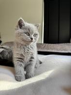Schattige Britse Korthaar kitten raszuiver, Dieren en Toebehoren, Katten en Kittens | Raskatten | Korthaar, Poes, Ontwormd, 0 tot 2 jaar