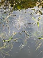 Krabbenscheer zuurstofplanten waterplanten vijver, Tuin en Terras, Vijver-toebehoren, Ophalen, Overige typen