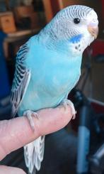 Parkieten, Dieren en Toebehoren, Vogels | Parkieten en Papegaaien, Meerdere dieren, Parkiet, Tam