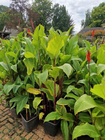 Canna bloemriet beschikbaar voor biedingen