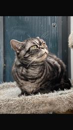 Prachtige Britse Korthaar knuffel kater😻, Dieren en Toebehoren, Katten en Kittens | Raskatten | Korthaar, Meerdere dieren, Ontwormd