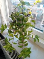 Tradescantia Hangplant, Ophalen, Overige soorten, Halfschaduw, In pot