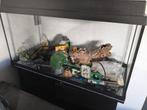 Aquarium Juwel 80 cm met kast compleet, Dieren en Toebehoren, Vissen | Aquaria en Toebehoren, Ophalen, Zo goed als nieuw, Leeg aquarium