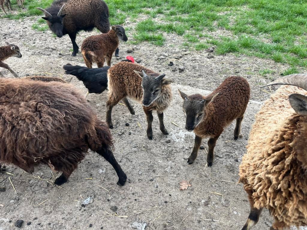 Jonge soay rammen te reserveren, Dieren en Toebehoren, Schapen, Geiten en Varkens, Mannelijk, Schaap, 0 tot 2 jaar