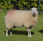 Bleu de Maine ooi, Dieren en Toebehoren, Schapen, Geiten en Varkens, Vrouwelijk, Schaap