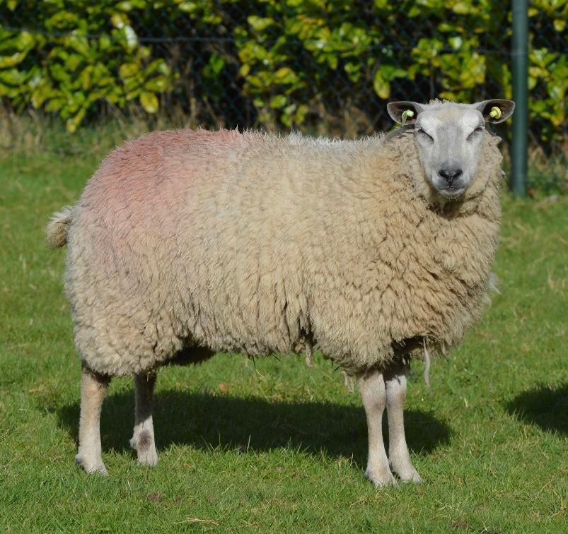 Bleu de Maine ooi, Dieren en Toebehoren, Vrouwelijk, Schaap