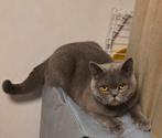Liefdevol thuis gezocht voor Britse Korthaar 🐾, Poes, Gechipt, 0 tot 2 jaar