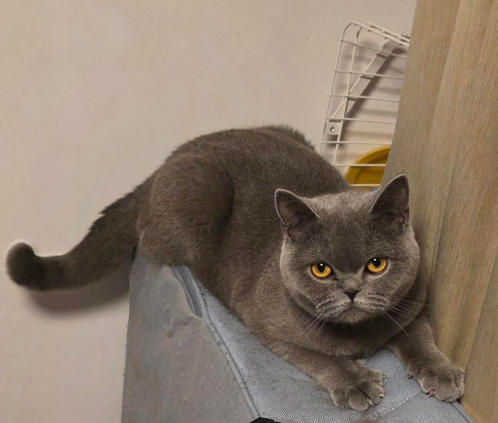 Liefdevol thuis gezocht voor  2 Britse Korthaar 🐾, Dieren en Toebehoren, Katten en Kittens | Raskatten | Korthaar, Poes, 0 tot 2 jaar