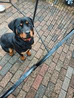 Super lieve rottwieler pup, 15 weken tot 1 jaar, Teef, Eén hond, Rottweiler
