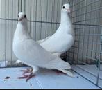 Witte postduiven, Meerdere dieren, Postduif