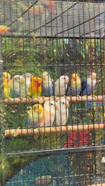 Jonge dwergpapegaaien, Meerdere dieren, Papegaai, Pratend