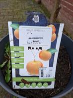 Appelboom Malus Domestica 'Benoni', Ophalen, Appelboom, Lente