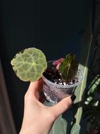 Begonia Goegoensis [S], Huis en Inrichting, Kamerplanten, Ophalen of Verzenden, Halfschaduw, Minder dan 100 cm