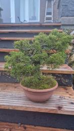 Juniperus Itoigawa Bonsai - Prachtige Dwergjeneverbes, Ophalen of Verzenden, Overige soorten, Volle zon