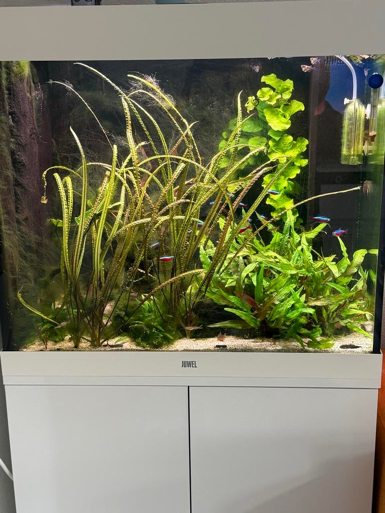 Juwel Lido 200 compleet, Dieren en Toebehoren, Vissen | Aquaria en Toebehoren, Ophalen, Zo goed als nieuw, Gevuld zoetwateraquarium