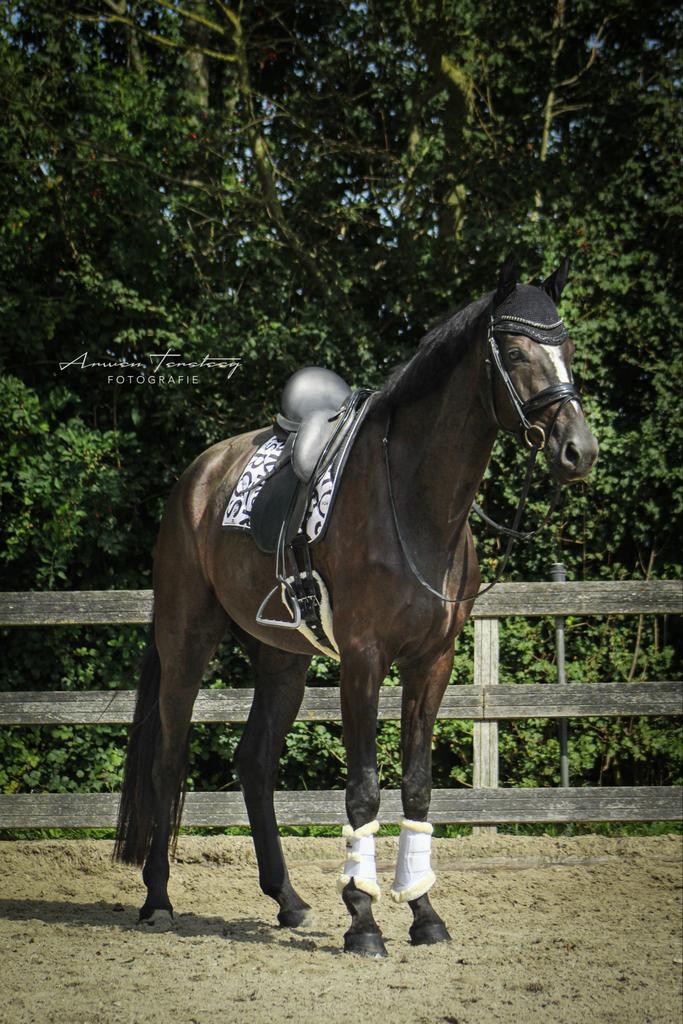 Lieve 7 jarige dressuurruin te koop, 175 cm of meer, Met stamboom, Ruin, M