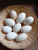 Ganzeneieren, Dieren en Toebehoren, Meerdere dieren, Gans of Zwaan