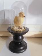 Taxidermy, Verzenden, Nieuw, Overige soorten, Opgezet dier