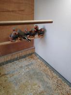 Blackface zwartborst zijn split voor charcoals, Dieren en Toebehoren, Vogels | Overige Vogels, Mannelijk, Geringd