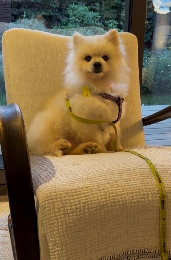 Hond Goo - kleine Spitz, Dieren en Toebehoren, 6 jaar of ouder, Keeshond, Reu, Parvo