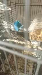 Kanaries I, Dieren en Toebehoren, Vogels | Kanaries