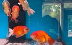 Ranchu goudvis XXL - Koidream Valburg, Dieren en Toebehoren, Vis, Zoetwatervis