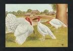 Pluimvee Kalkoen Turkey Witte Amerikaanse, Van Gink., Ophalen of Verzenden, 1980 tot heden, Ongelopen, Vogel