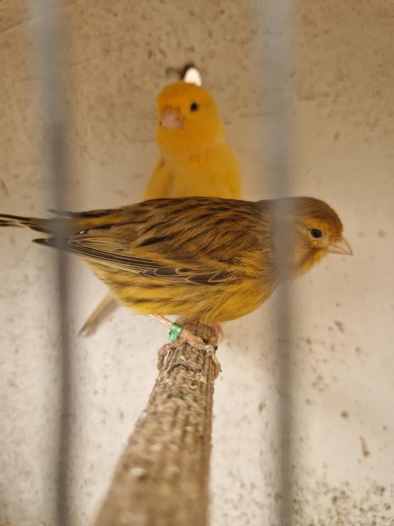 Koppeltje kanaries te koop, Dieren en Toebehoren, Vogels | Kanaries, Meerdere dieren