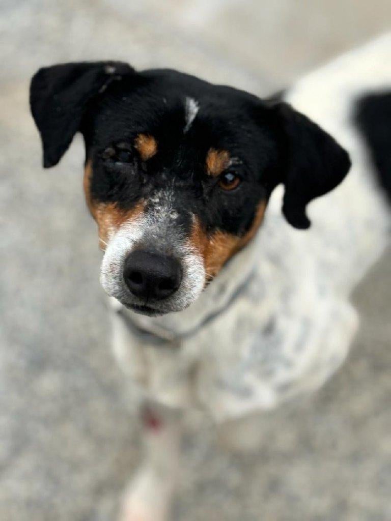 ACE: Leonardo is sociaal en lief, Dieren en Toebehoren, Particulier, Buitenland, Parvo, Eén hond