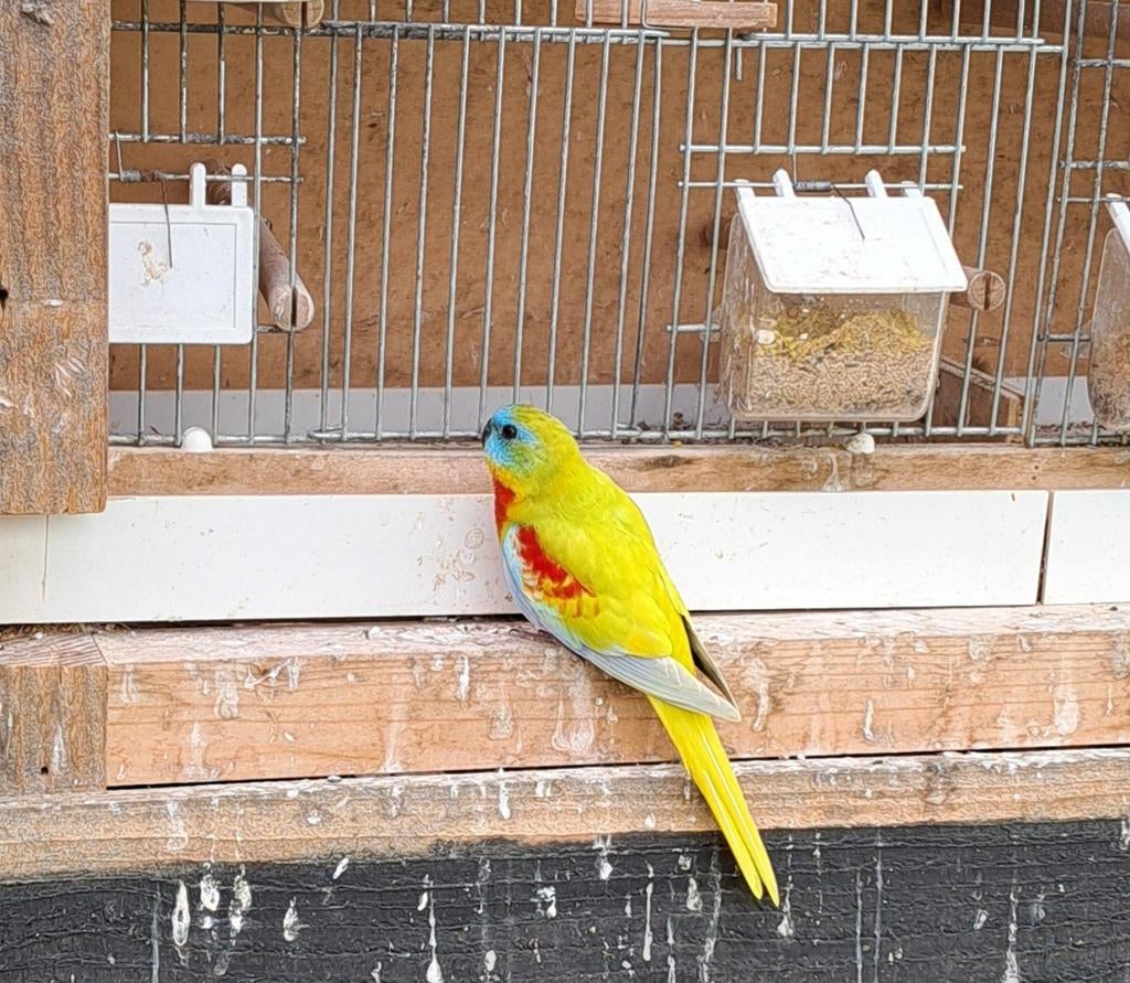 Gezocht.....een mooie turquoisine pop, Vrouwelijk, Parkiet
