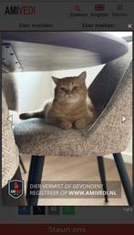 Gezocht!!!, Dieren en Toebehoren, Vermiste en Gevonden Dieren