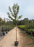 Castanea Sativa (Tamme Kastanje boom)🌳, Ophalen, Volle zon, Overige soorten